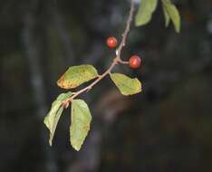 Image de Grewia flavescens Juss.