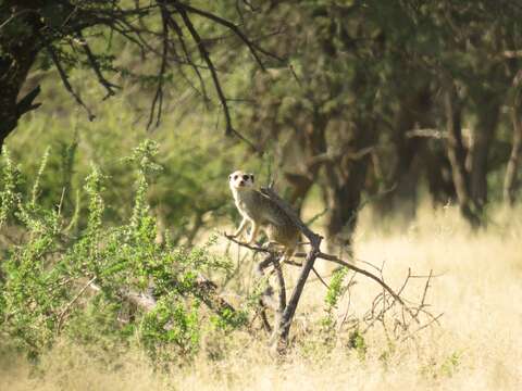 Image of Suricata Desmarest 1804