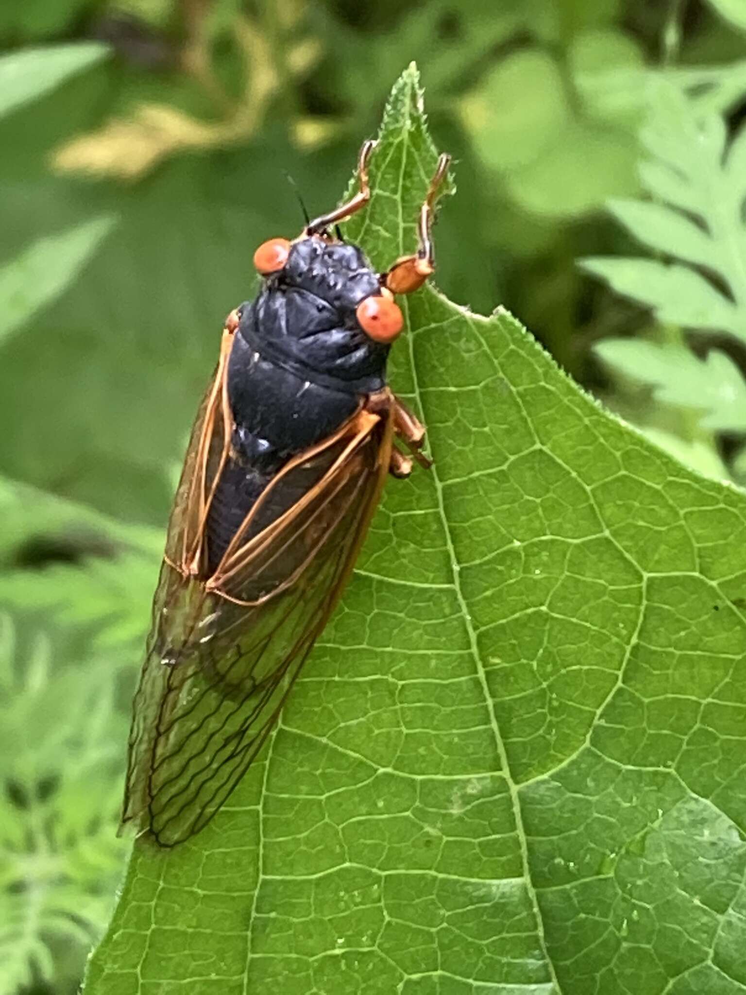 Image of Decula Periodical Cicada