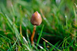 Plancia ëd Psilocybe semilanceata (Fr.) P. Kumm. 1871