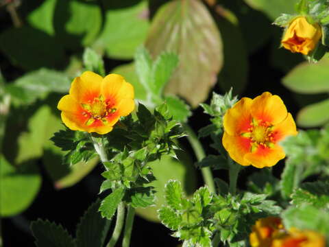 Image of ruby cinquefoil