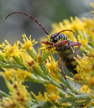 Image of Locust Borer