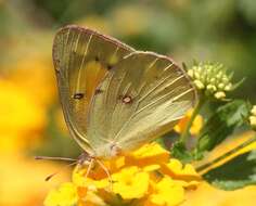 Image of Orange Sulphur