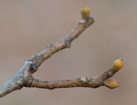 Image of bitternut hickory