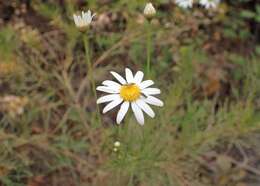 Image of Argyranthemum gracile Sch. Bip.