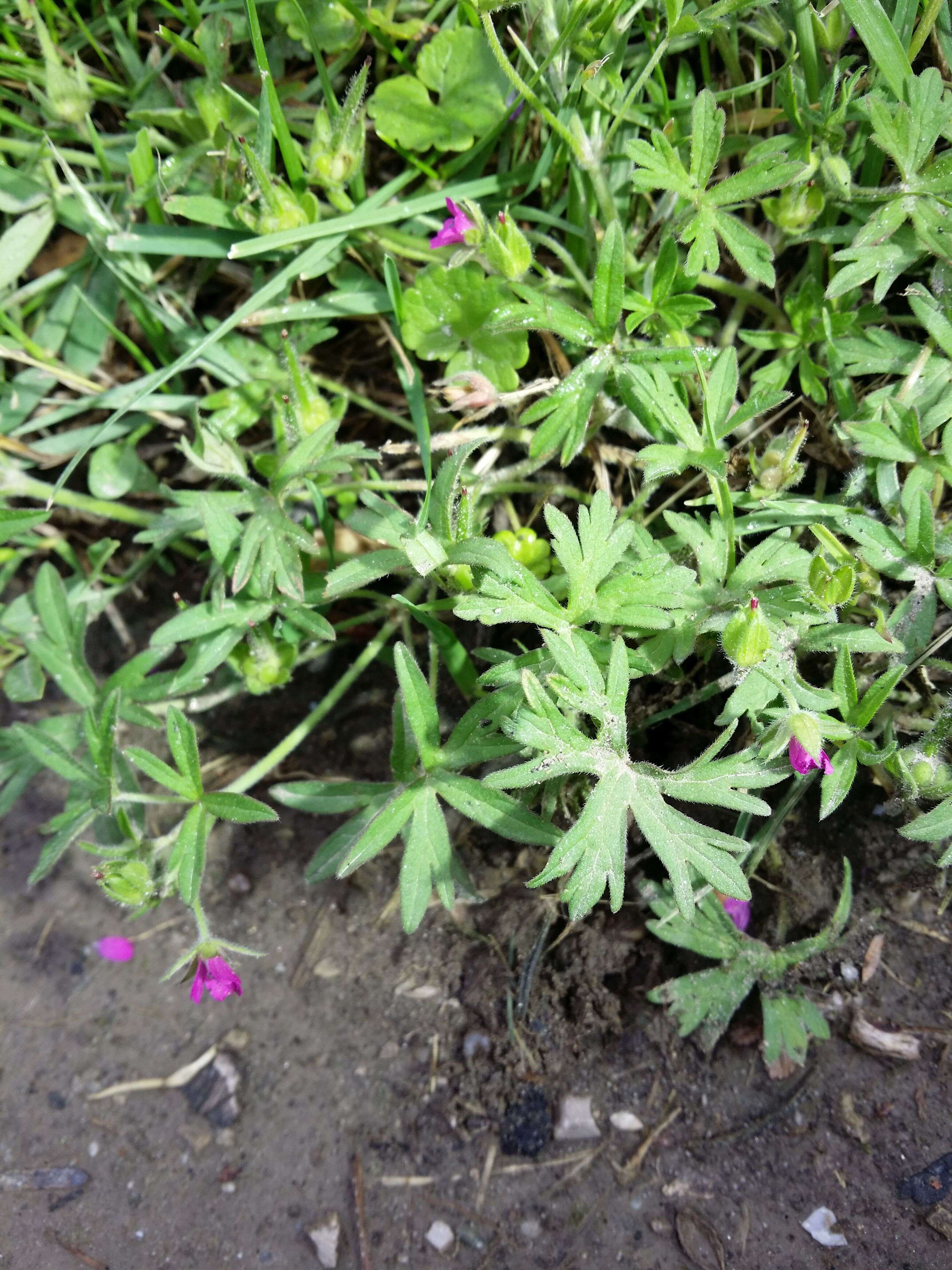 Plancia ëd Geranium dissectum L.