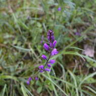 Image of Polygala nicaeensis Risso ex Koch