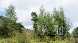 Image of Sikkim Larch