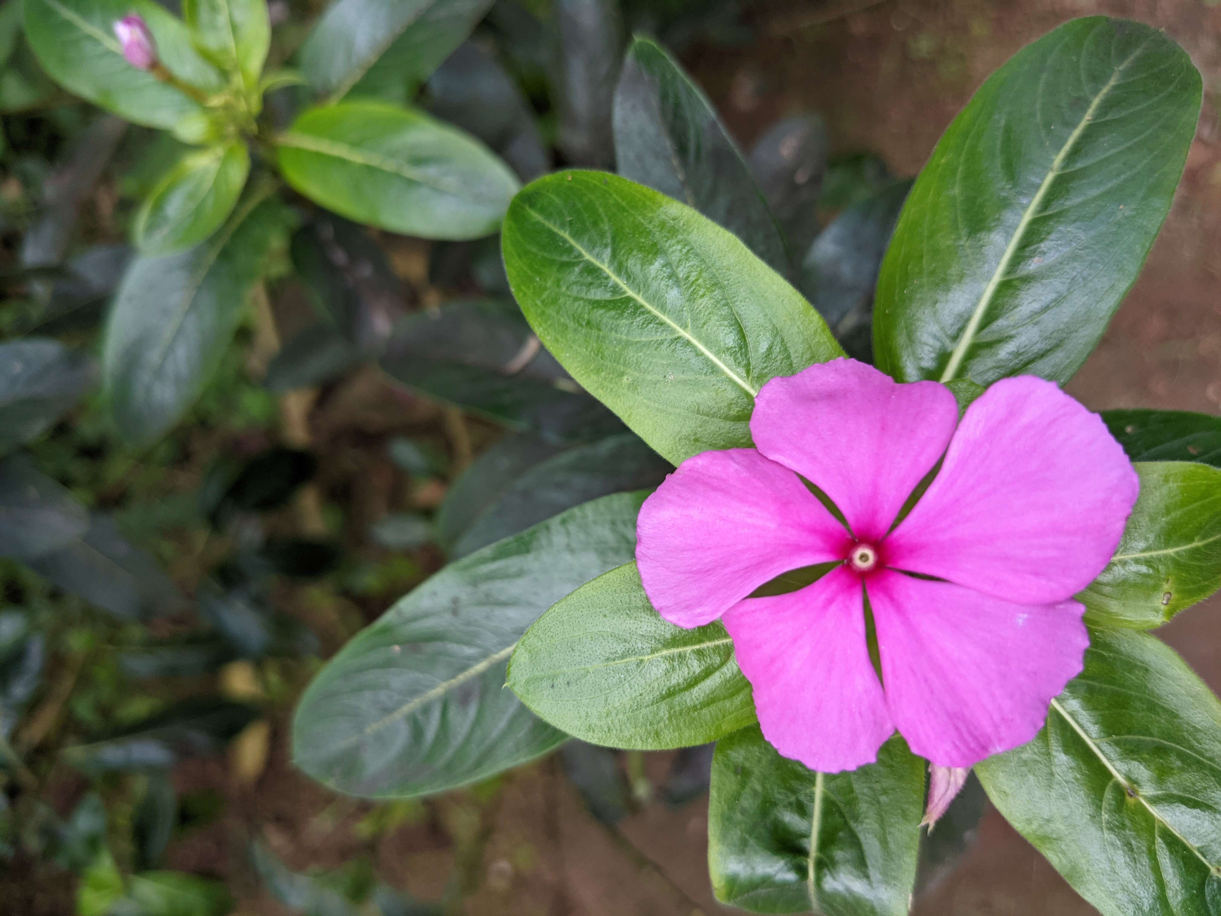 Image of Madagascar periwinkle