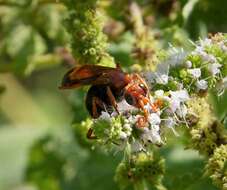 صورة Cryptocheilus discolor (Fabricius 1793)