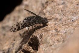 Image of Bee Fly