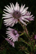 Image of Berkheya purpurea (DC.) Benth. & Hook. fil. ex Mast.