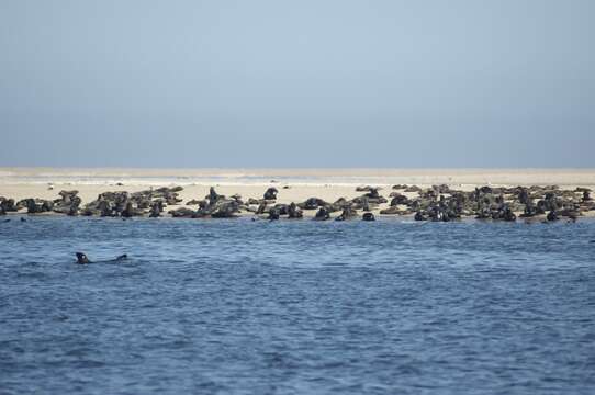 Image of Afro-Australian Fur Seal