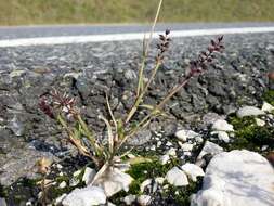 Image of stalked bur grass