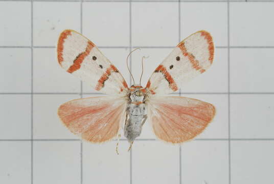 Image of Cyana quadripartita (Wileman 1910)