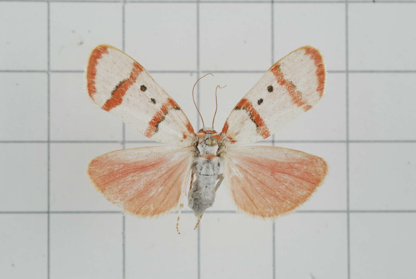 Image of Cyana quadripartita (Wileman 1910)