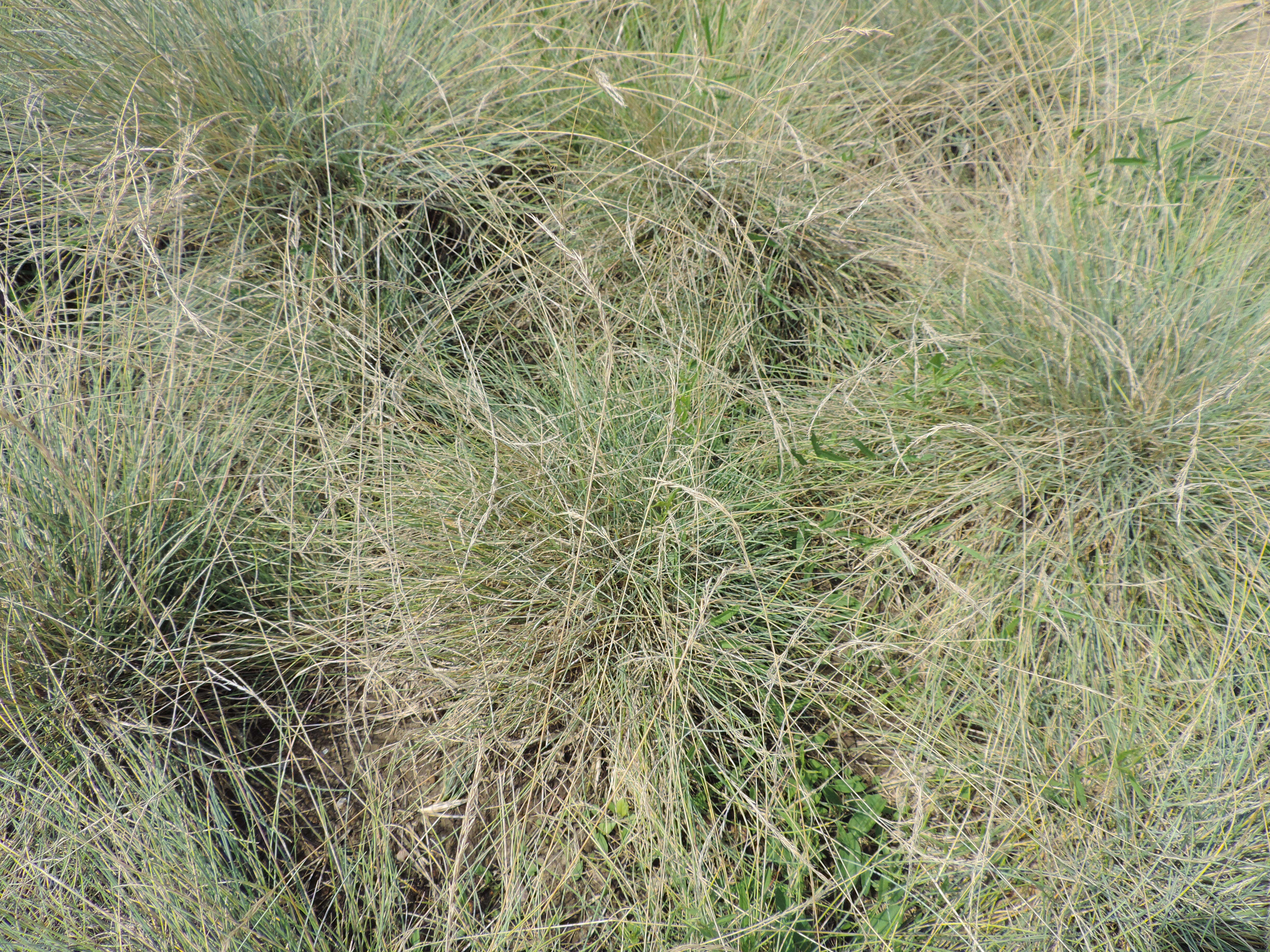 Слика од Festuca pallens Host