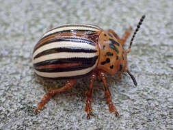 Image of False Potato Beetle