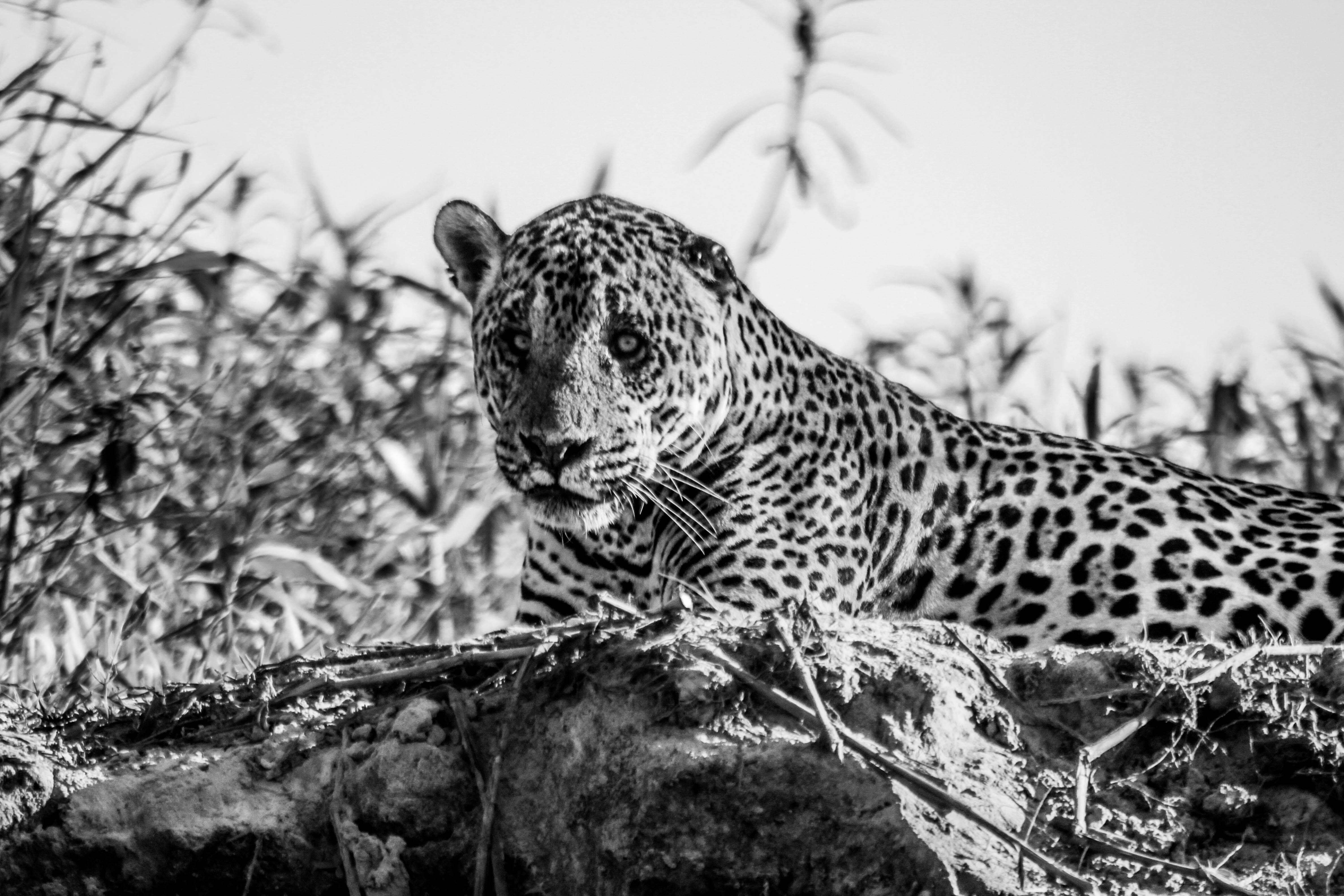 Image of Panthera onca palustris (Ameghino 1888)