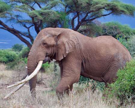 Image of African elephant