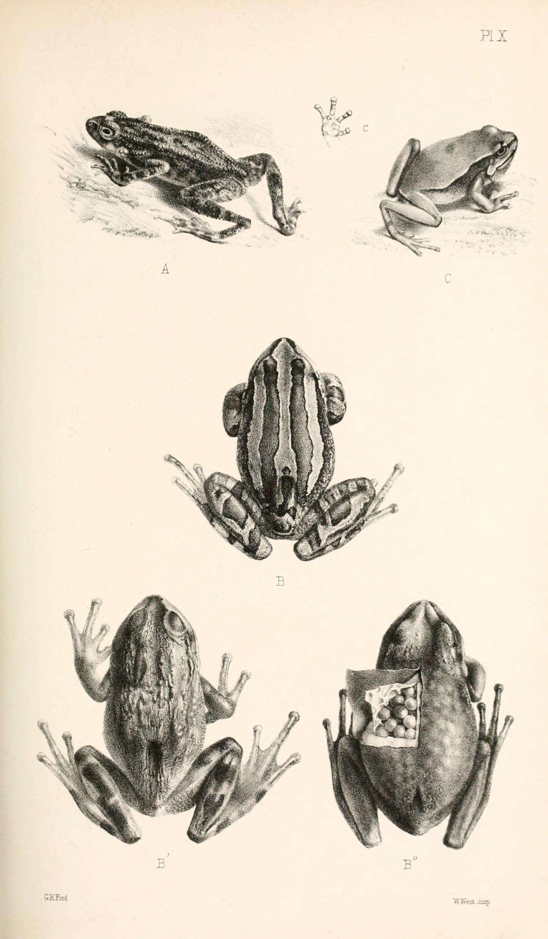 Image of True Toads