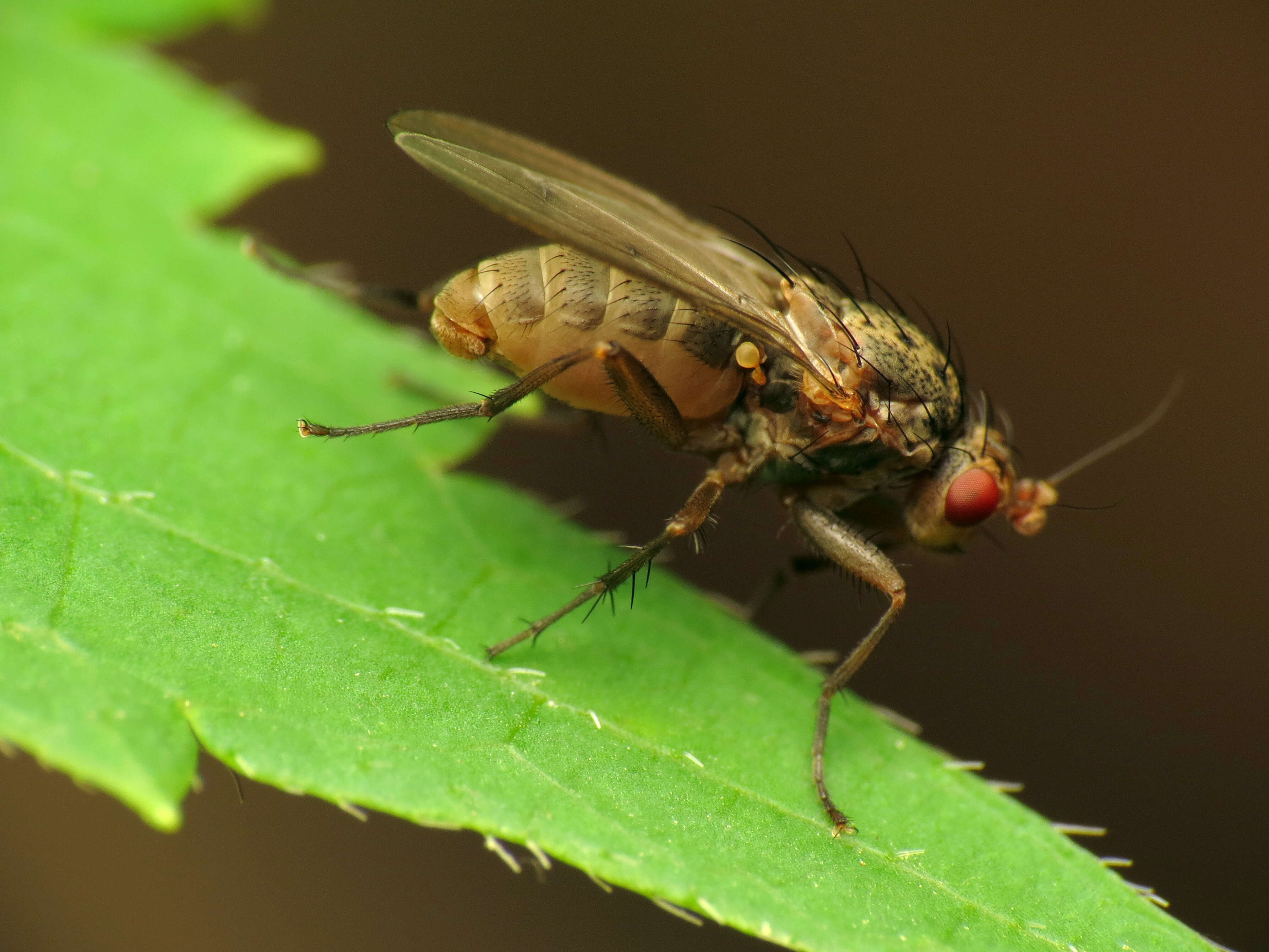 Image of heleomyzid flies