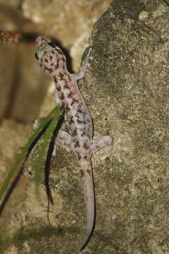 Image of Phyllodactylus tuberculosus Wiegmann 1834