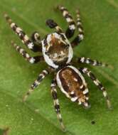 Image of Peppered Jumper