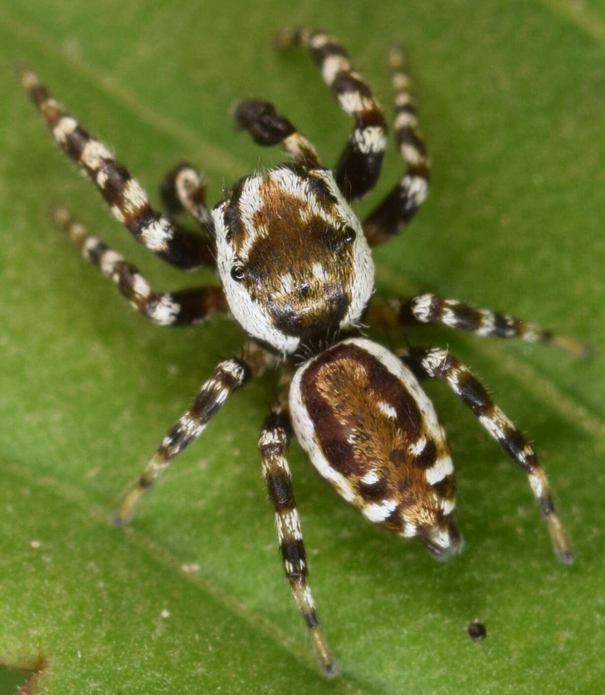 Image of Peppered Jumper