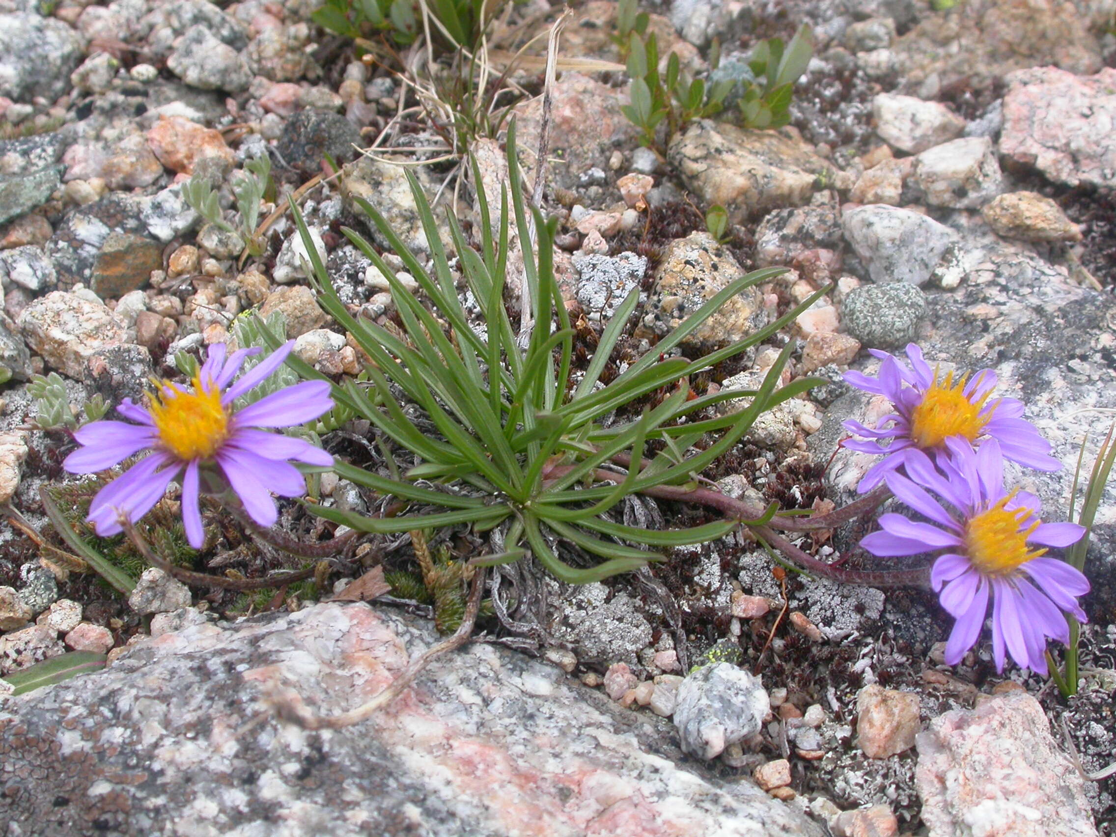 Imagem de Oreostemma alpigenum (Torr. & A. Gray) Greene