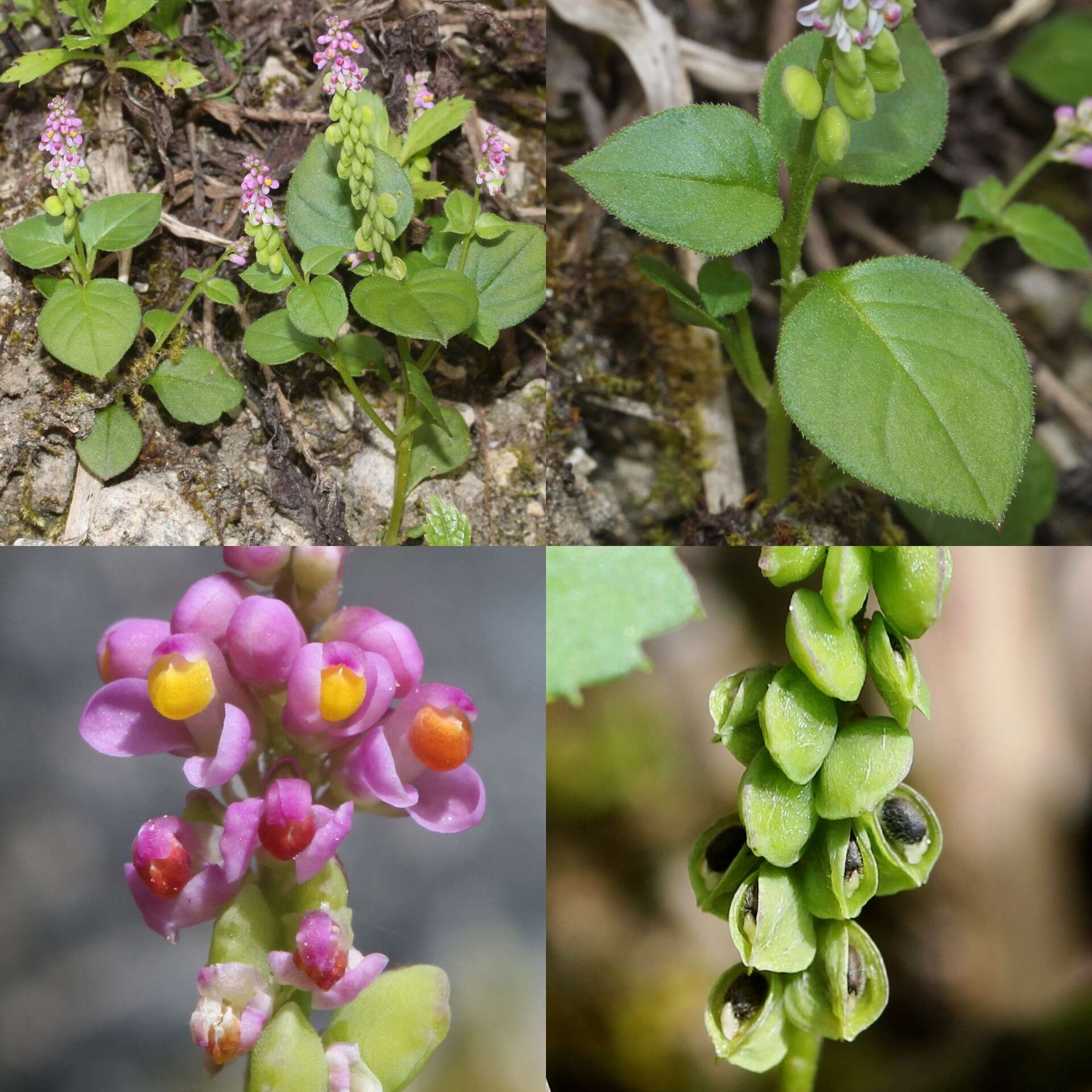 Image of Polygala tatarinowii Regel