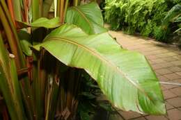 Image de Heliconia indica Lam.