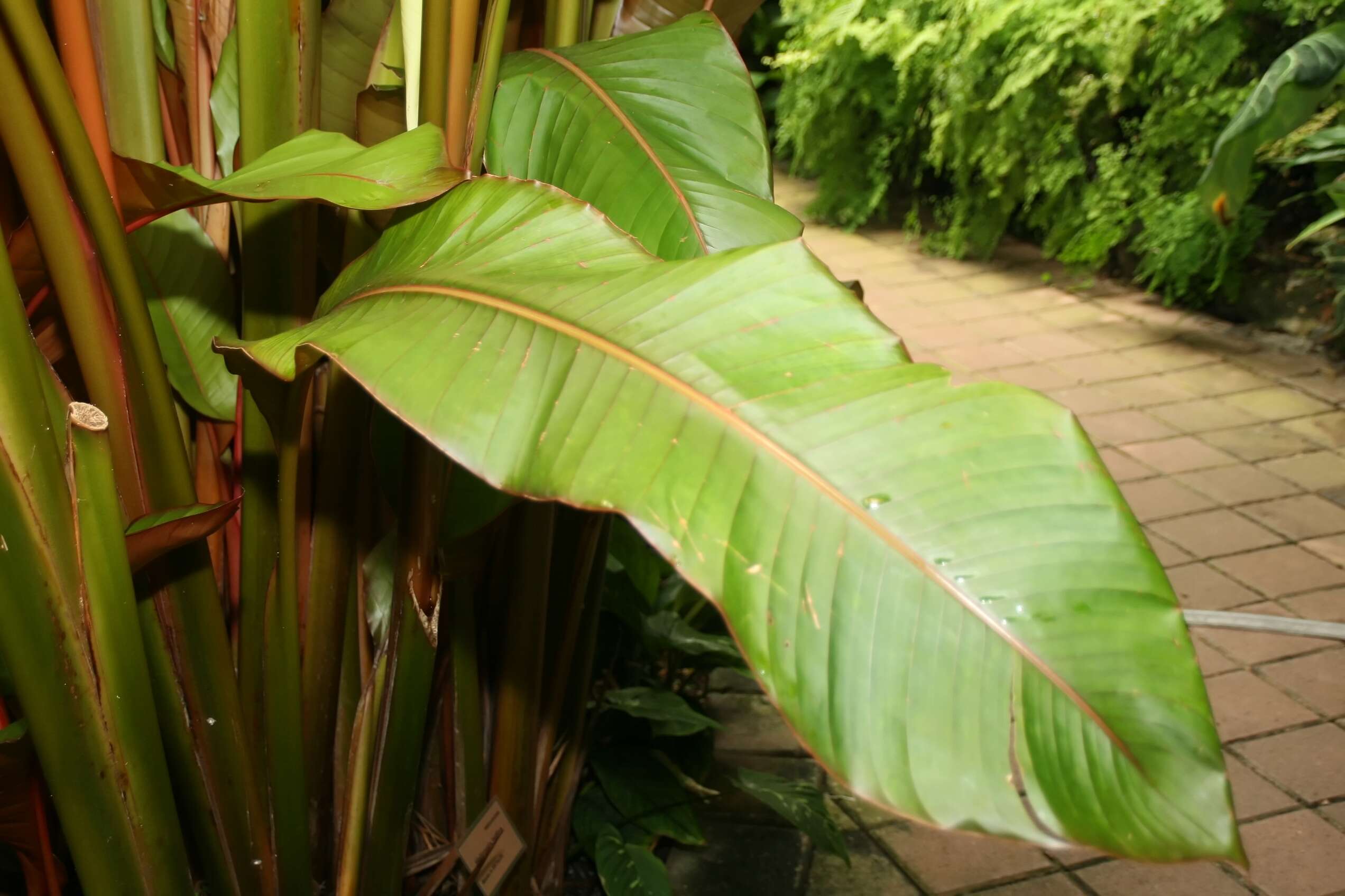 Image de Heliconia indica Lam.