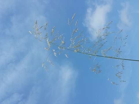 Image of Tufted Hair-grass