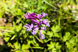 Plancia ëd Corydalis solida (L.) Clairv.