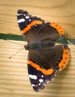 Image of Red Admiral