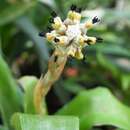 Image of Aechmea squarrosa Baker