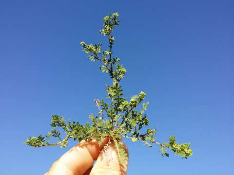 Image of Lesser swine-cress