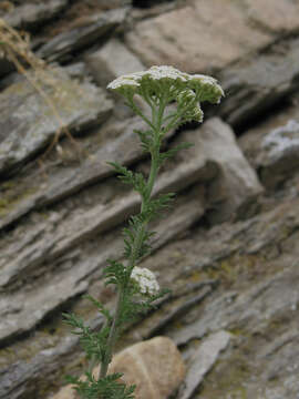 Image of noble yarrow