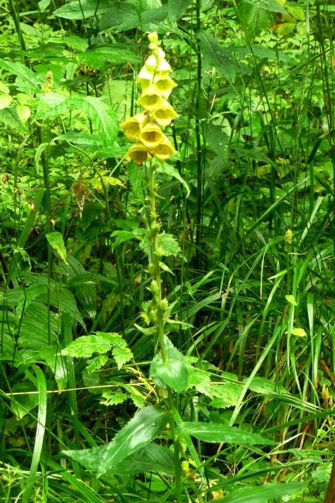 Imagem de Digitalis grandiflora Mill.