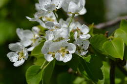 Plancia ëd Pyrus communis L.