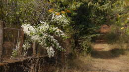 Слика од Bougainvillea glabra Choisy