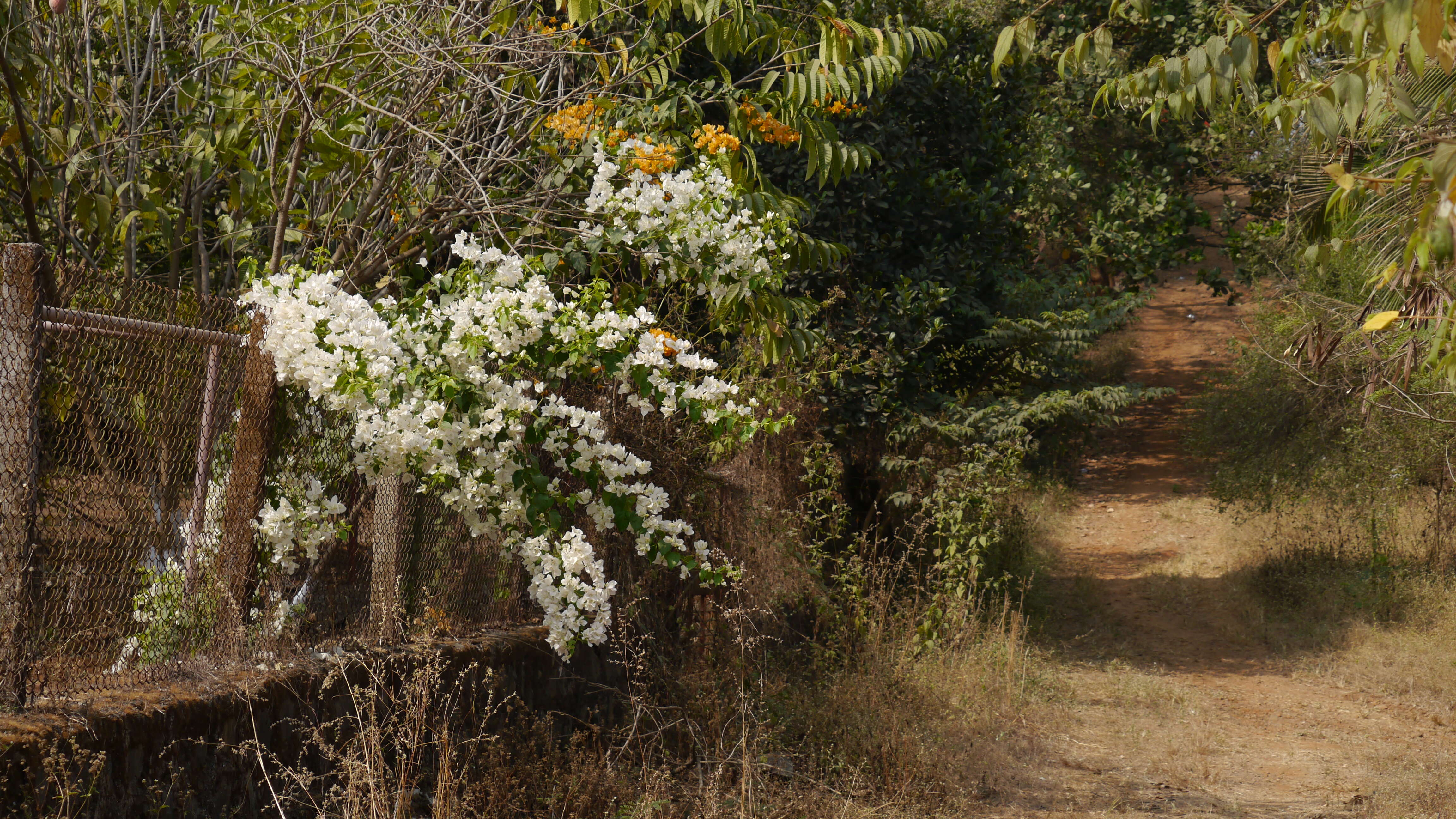 Слика од Bougainvillea glabra Choisy