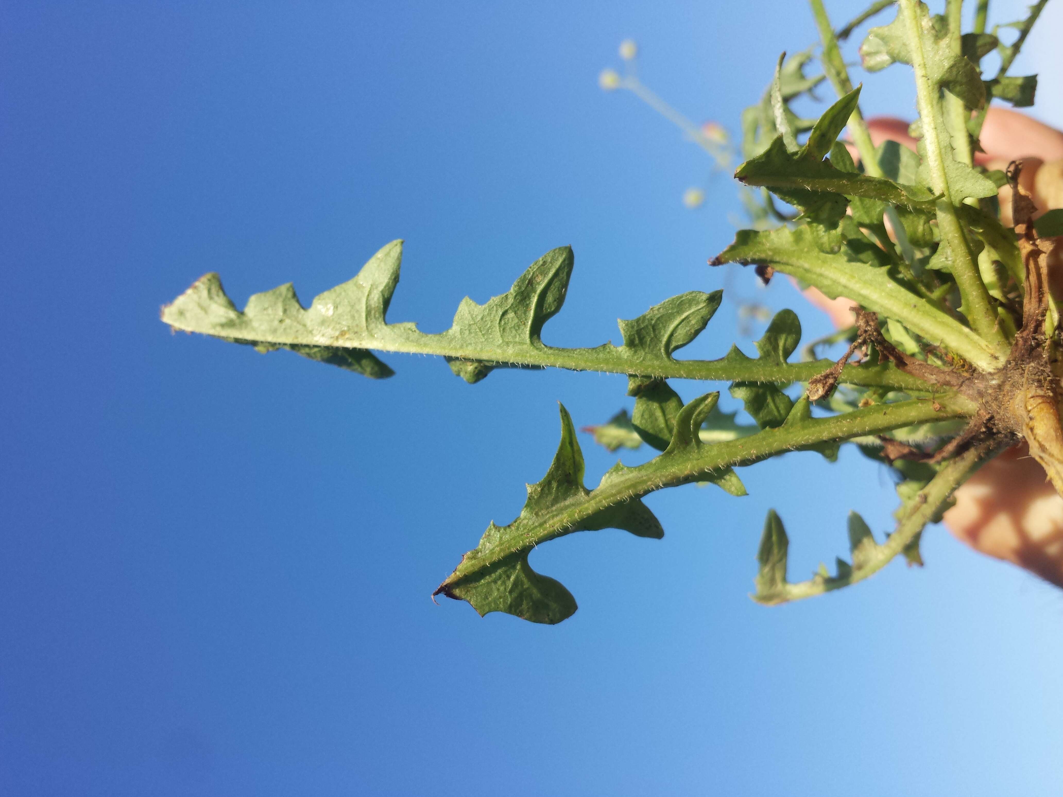 Image of smooth hawksbeard