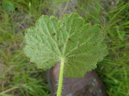 Image de Hydrocotyle laxiflora DC.