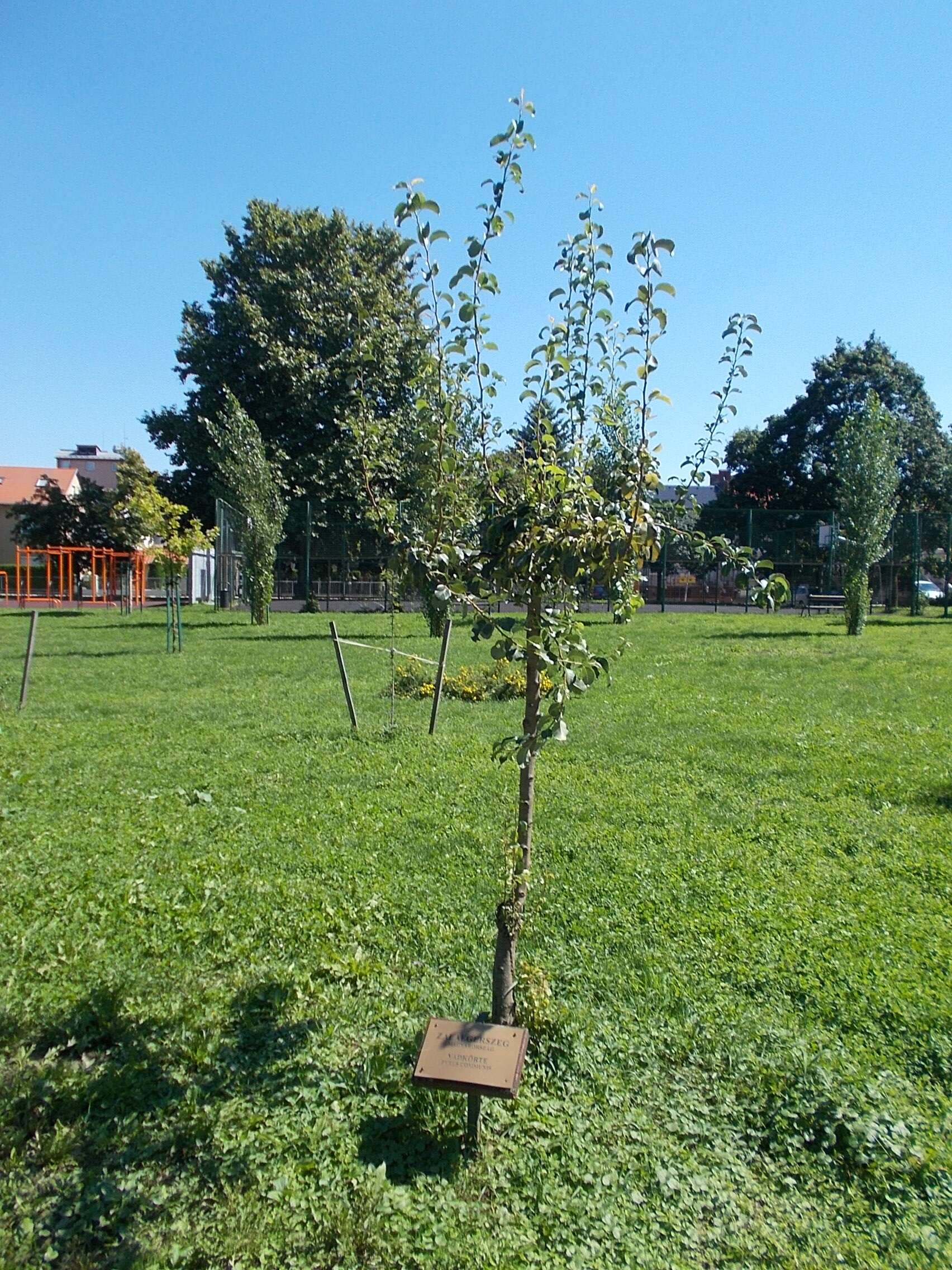 Plancia ëd Pyrus communis subsp. pyraster (L.) Ehrh.