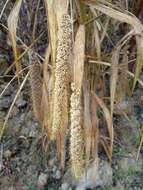 Image of Foxtail millet