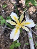 Image of rainbow iris