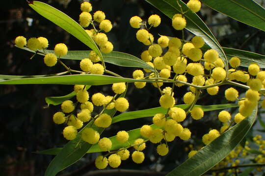 Image of Acacia macradenia Benth.