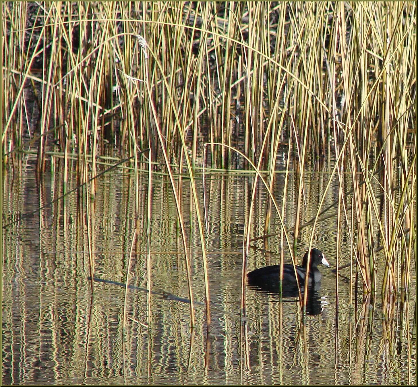 Image of Fulica Linnaeus 1758